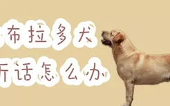 拉布拉多犬不听话怎么办