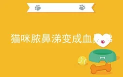 猫咪脓鼻涕变成血鼻涕