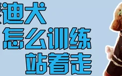 泰迪犬怎么训练站着走