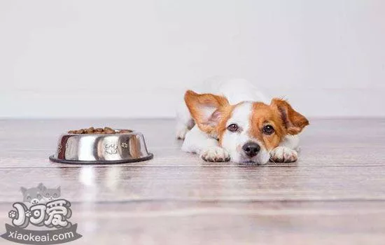 狗狗夏天食欲不好 如何解决狗狗食欲不振