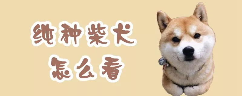 纯种柴犬怎么看