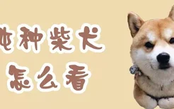 纯种柴犬怎么看