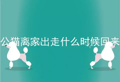 公猫离家出走什么时候回来