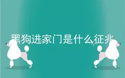 黑狗进家门是什么征兆