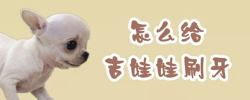 怎么给吉娃娃刷牙