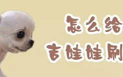 怎么给吉娃娃刷牙