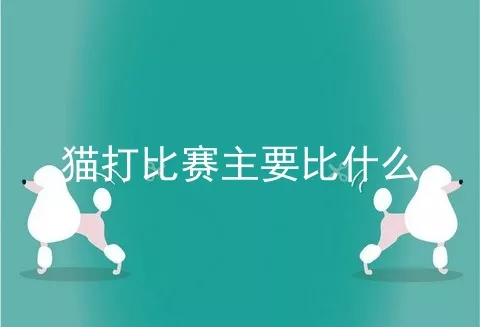 猫打比赛主要比什么