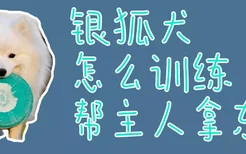 银狐犬怎么训练帮主人拿东西