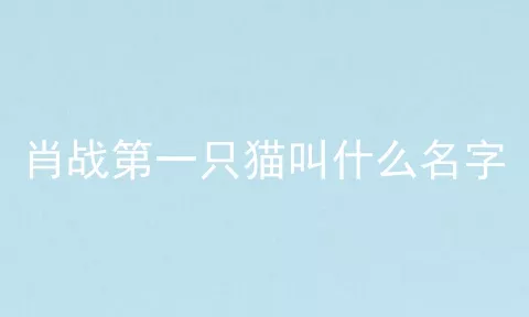 肖战第一只猫叫什么名字