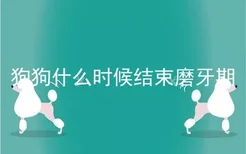 狗狗什么时候结束磨牙期