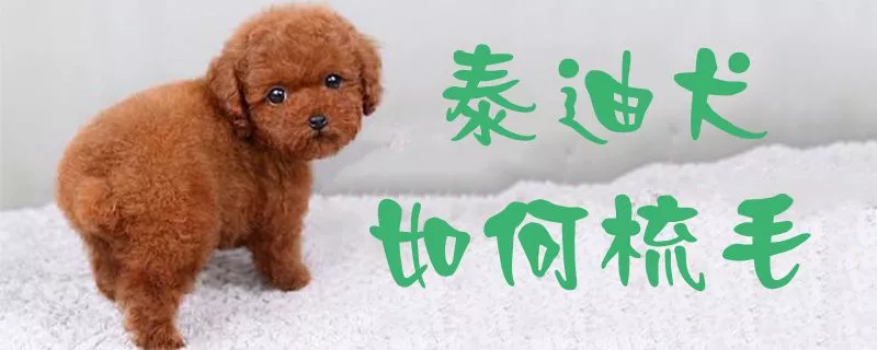 泰迪犬如何梳毛1