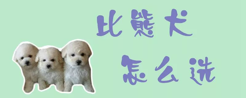 比熊犬怎么选1