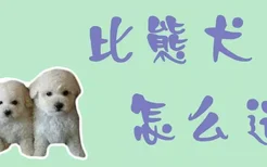 比熊犬怎么选