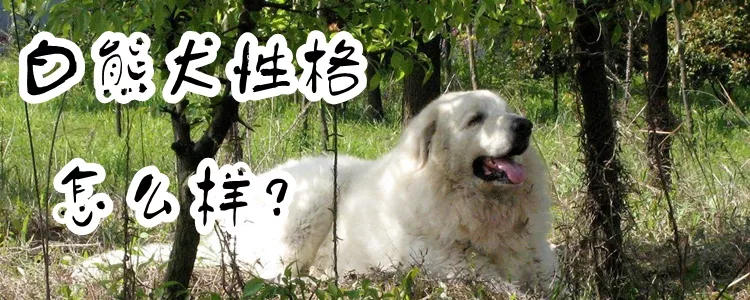 白熊犬性格怎么样