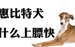 惠比特犬吃什么上膘快