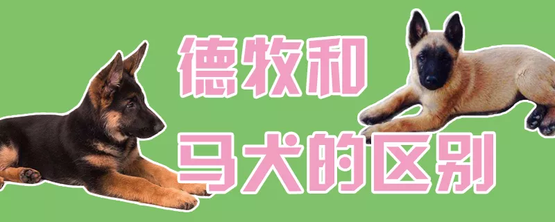 德牧和马犬的区别