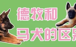 德牧和马犬的区别