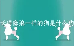 长得像狼一样的狗是什么狗