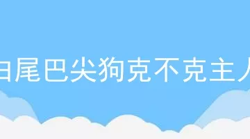 白尾巴尖狗克不克主人