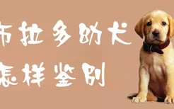 拉布拉多幼犬怎样鉴别