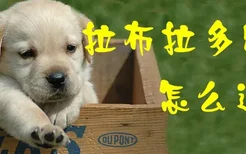 拉布拉多幼犬怎么过冬