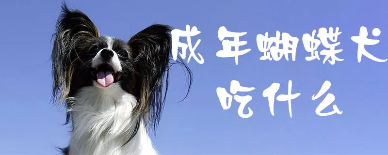 成年蝴蝶犬吃什么1