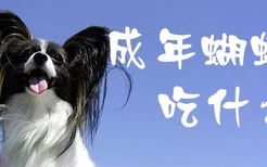 成年蝴蝶犬吃什么