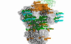 fpv猫瘟准吗(fpv猫瘟检测卡怎么看)