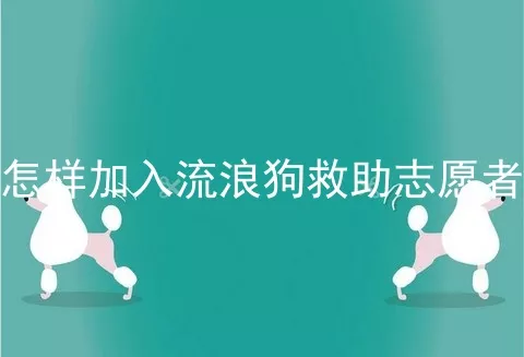 怎样加入流浪狗救助志愿者