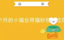 两个月的小猫会用猫砂但是还尿床