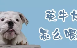 英牛犬怎么喂养