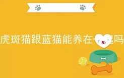 虎斑猫跟蓝猫能养在一起吗