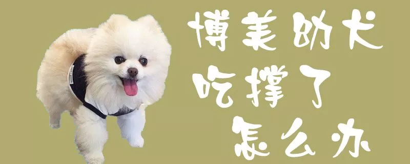 博美幼犬吃撑了怎么办2