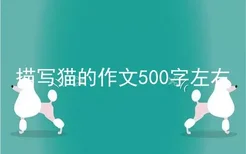 描写猫的作文500字左右