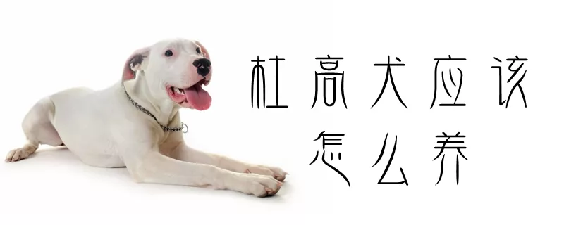 杜高犬应该怎么养