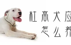 杜高犬应该怎么养