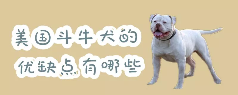 美国斗牛犬的优缺点有哪些