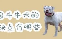 美国斗牛犬的优缺点有哪些