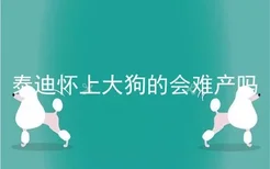 泰迪怀上大狗的会难产吗