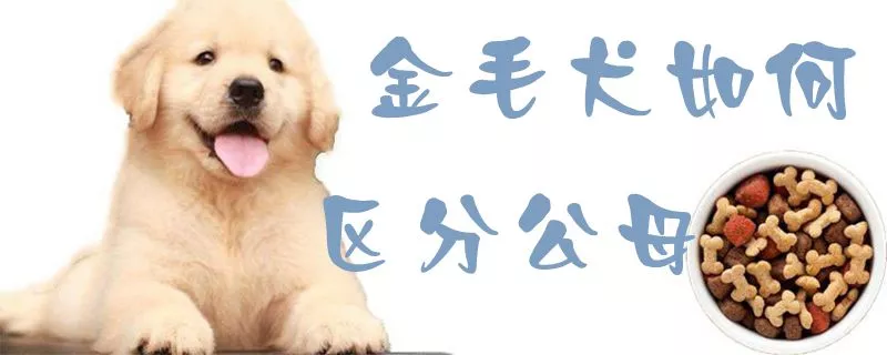 金毛犬如何区分公母1