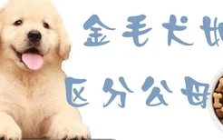 金毛犬如何区分公母