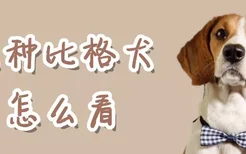 纯种比格犬怎么看