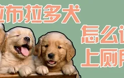 拉布拉多犬怎么训练上厕所