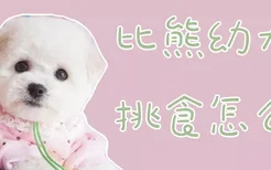 比熊幼犬挑食怎么办