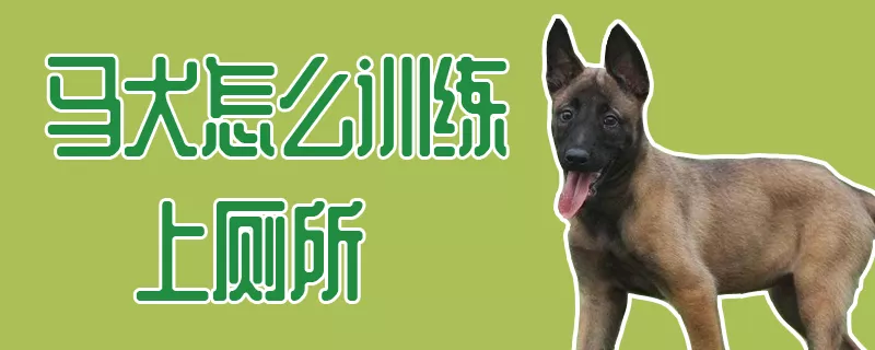 马犬怎么训练上厕所