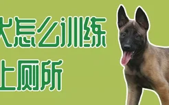 马犬怎么训练上厕所