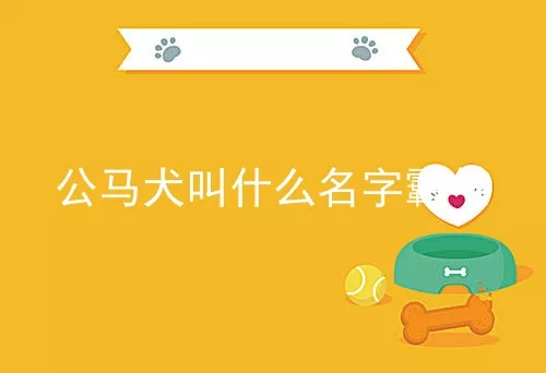 公马犬叫什么名字霸气