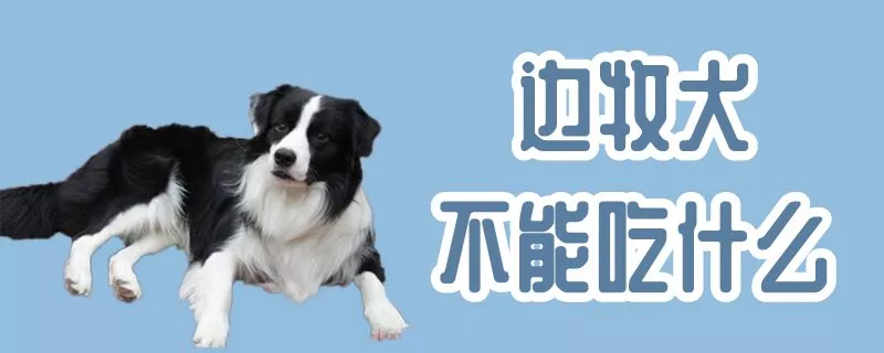 边牧犬不能吃什么