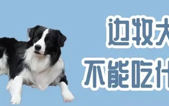 边牧犬不能吃什么