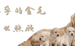 怀孕的金毛怎么照顾